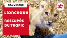 Nouvelle Vie Pour Ces Lionceaux Rescapés De Trafic ! | Sauvetage d'animaux