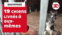 La Fondation 30 Millions D'Amis Sauve 19 Borders Collies Dans Une Exploitation Désaffectée | Sauvetage d'animaux