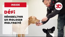 Défi : Réhabiliter Un Molosse Maltraité | Sauvetage d'animaux