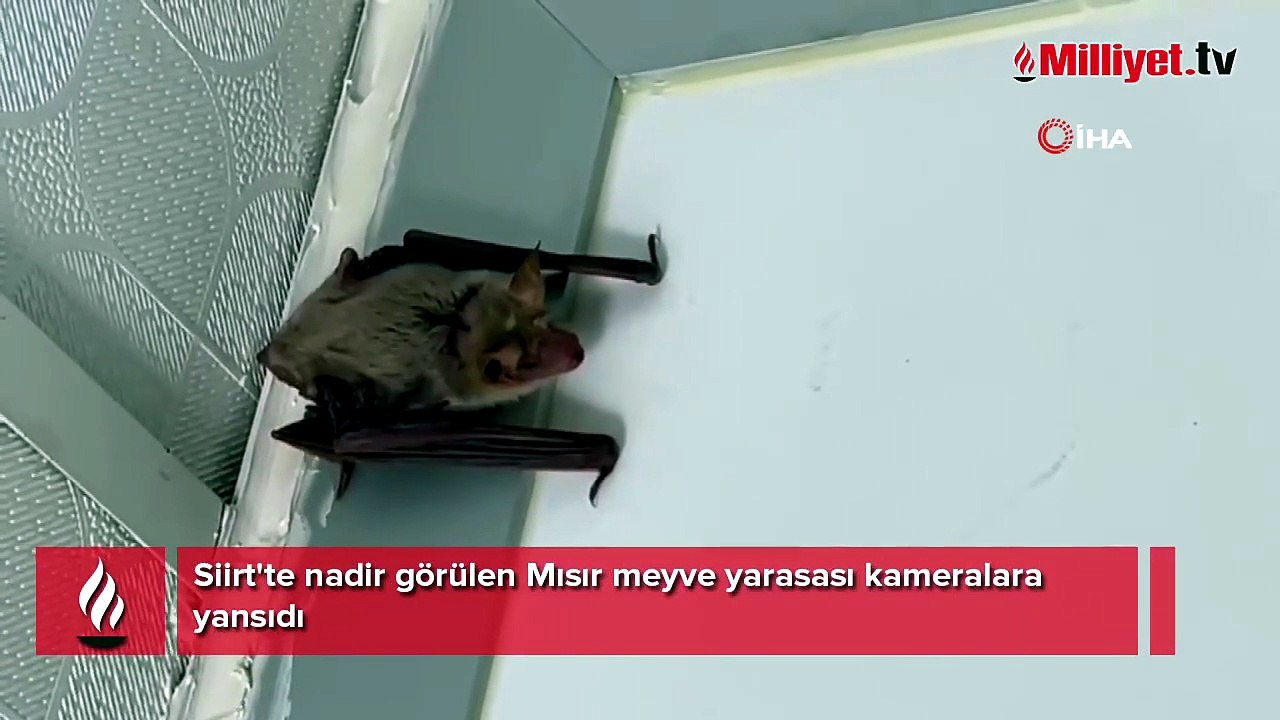 Türkiye'de nadir görülen tür Siirt'te görüntülendi! Gündüz ortaya çıktı
