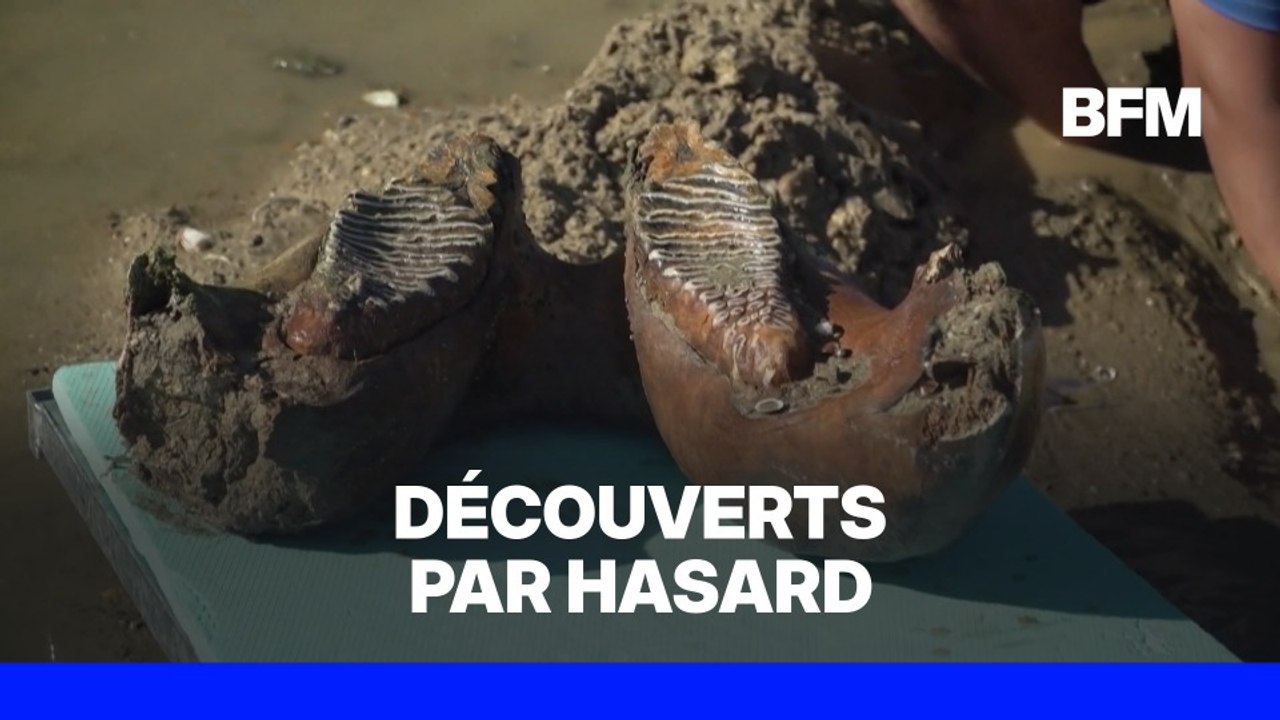 Le faible niveau du Danube révèle des ossements de mammouth en Bulgarie