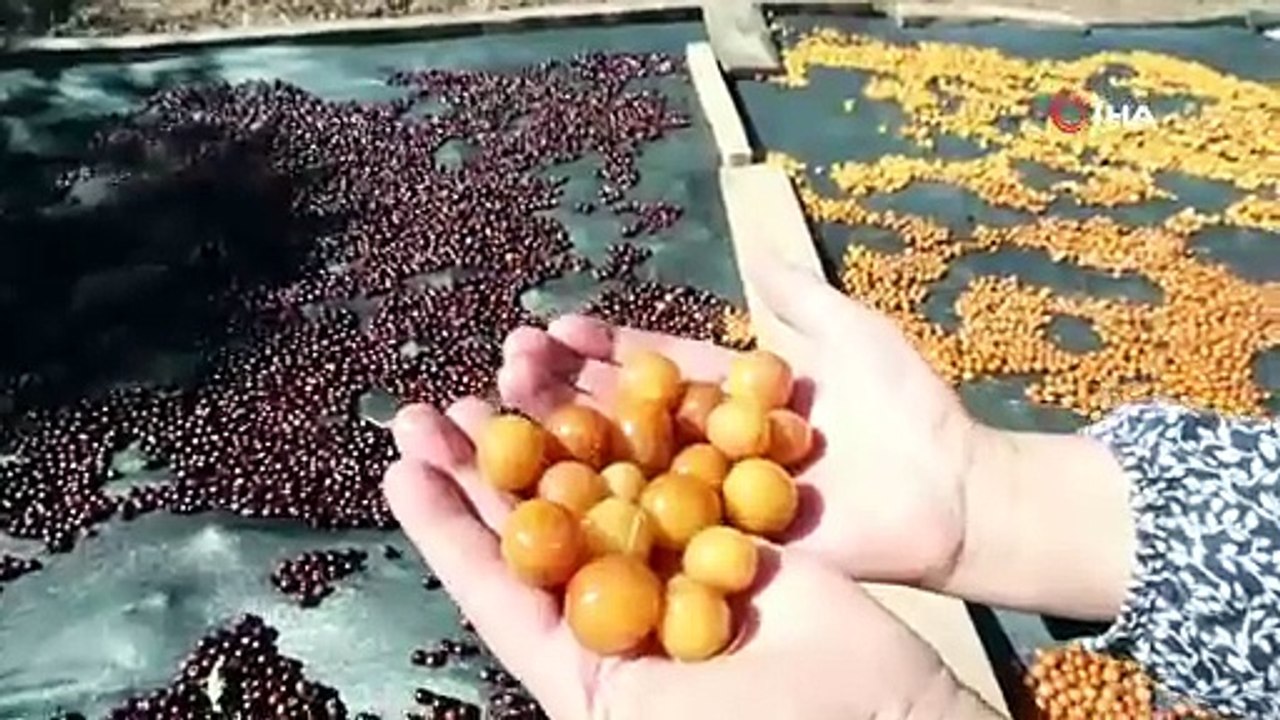 Türkiye'nin kilosu 100 TL'den satılamayan kırmızı altının yeni yolculuğu belli oldu