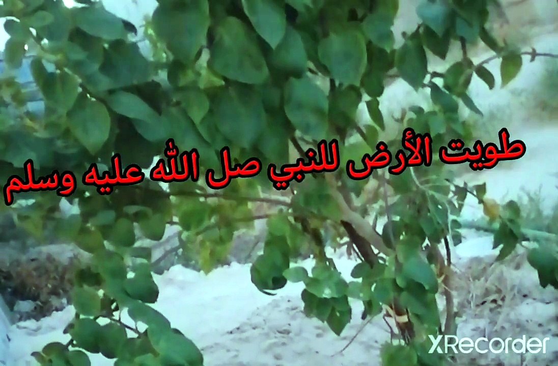 نقي قلبك رجل صالح يصلي عليه النبي صل الله عليه وسلم وسبعون ألف من الملائكة