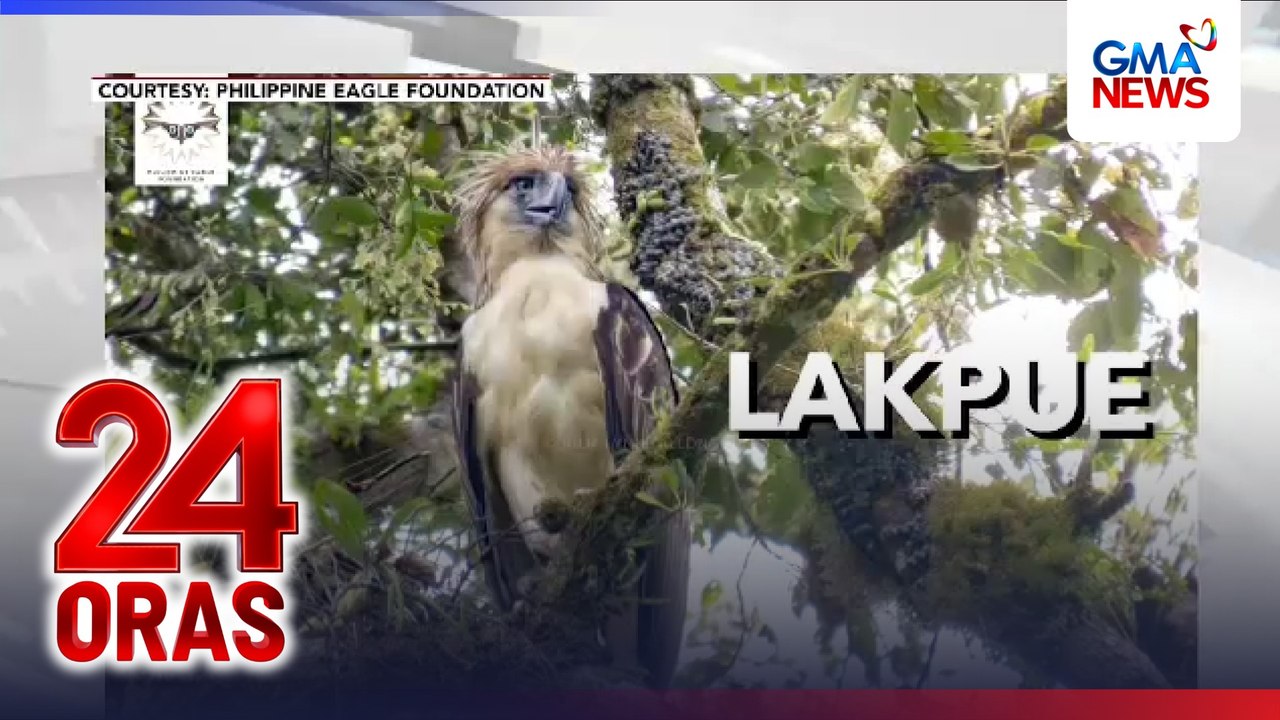 Pag-inom sa ilog ng PHL Eagle na si ‘Lakpue,’ sign na kinakaya nitong mabuhay sa wild | 24 Oras