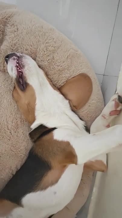 Beagle Sleeps in Hilarious Position