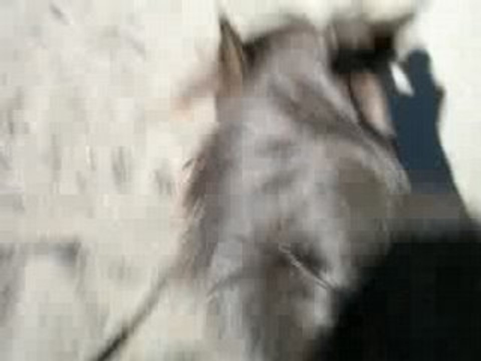 MVI_3243