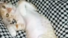 Kitten playing in home