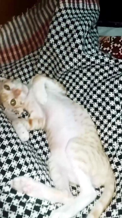 Kitten playing in home