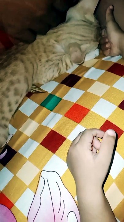Kitten playing in home