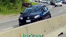 Baby Moose Saved by Kind Stranger 🥺