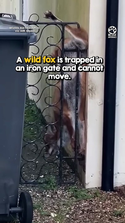 Helpless fox trapped in iron gate💔