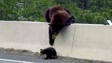Mother Bear Won t Leave Her Cub Behind❤️ animals love shorts