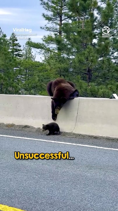 Mother Bear Won t Leave Her Cub Behind❤️ animals love shorts