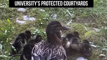 Mama Duck Asks Staff to Help Her Babies