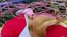 Man Hears Strange Cries and Finds a Helpless Creature 🥺