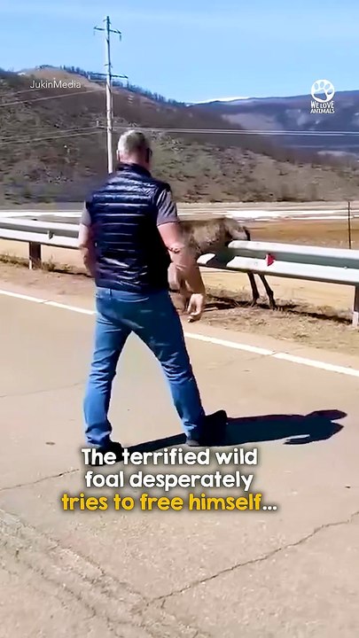 Wild Colt Reunited With Mother After Dramatic Rescue 💕