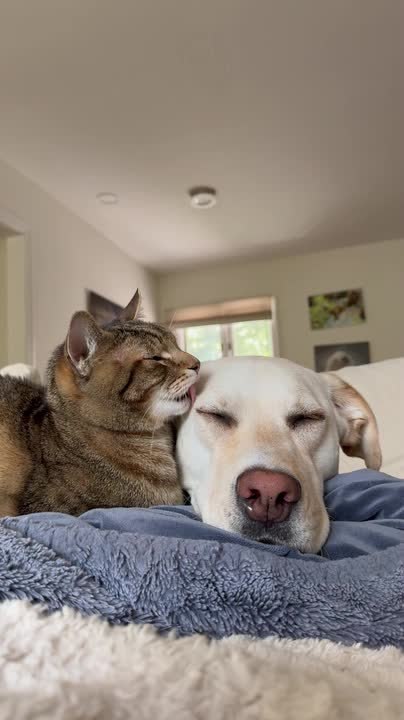 Cat Snuggles and Licks Dog