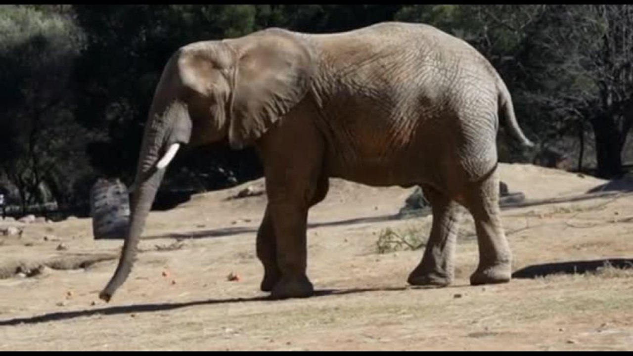 Battaglia legale per liberare tre elefanti allo zoo di Johannesburg