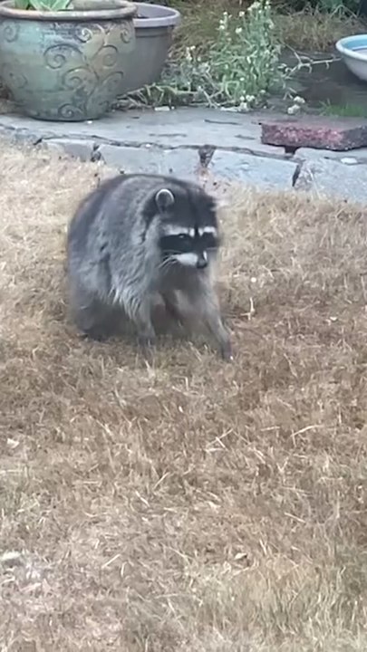 Jimothy's suspected dad, Danny DeVito, seen in Seattle yard