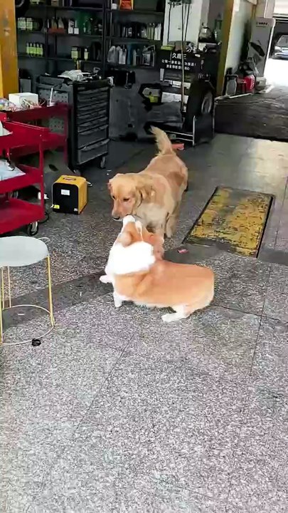 Deux chiens séparés par une baie vitrée
