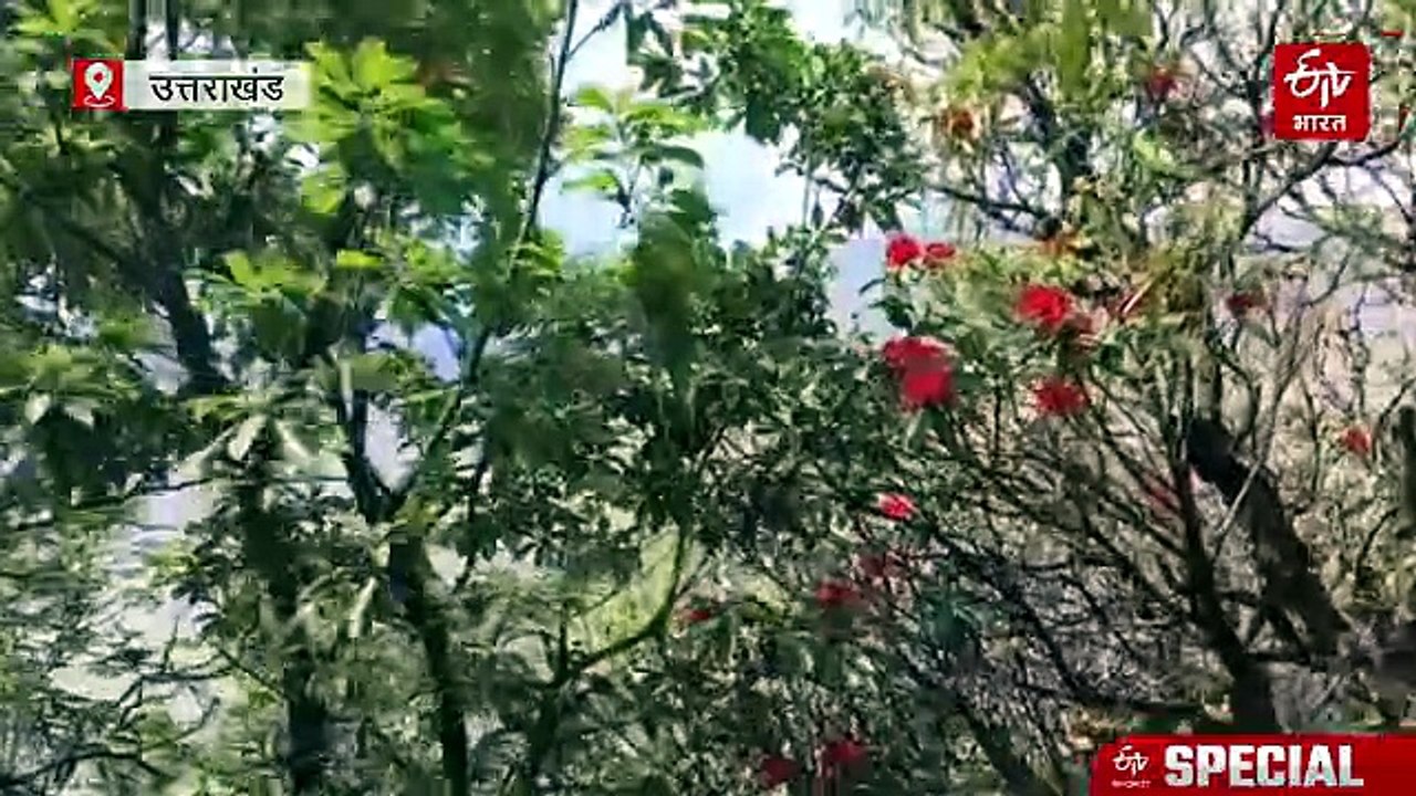 जंगलों की 'डिजिटल डायरी' बना MSTrIPES ऐप; इंसानी भूलों के बिना बाघों की हाईटेक गिनती, बिना इंटरनेट भी डाटा दर्ज