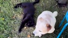 Ranking bests (StartledCats)