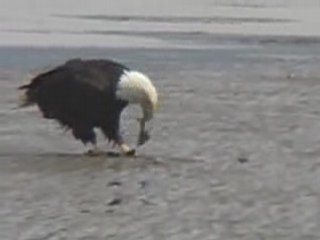Wild Bald Eagle Eating
