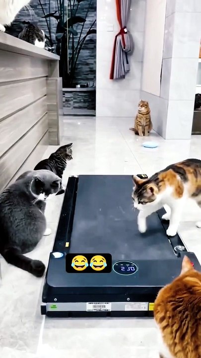 wait for end 🤣😂 #funny #cat #shortsfeed