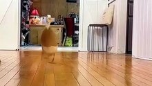 Funny Ducks🤣 🦆