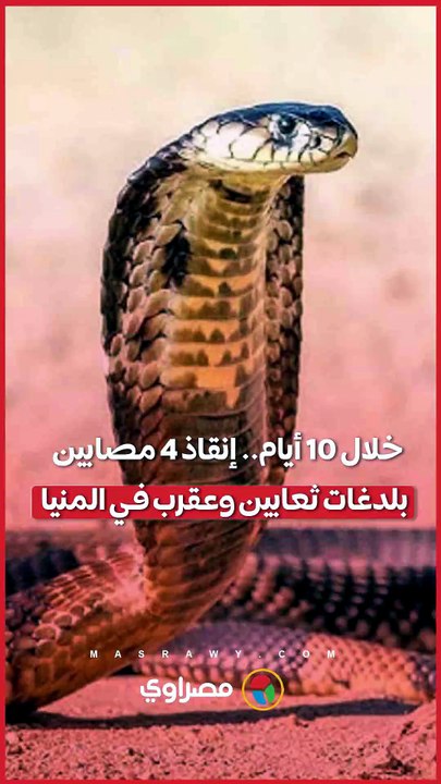 خلال 10 أيام.. إنقاذ 4 مصابين بلدغات ثعابين وعقرب في المنيا