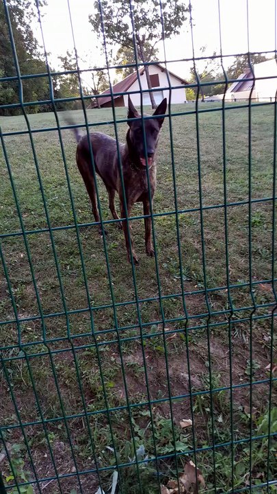 Don't Mess With A Belgian Malinois! 🐕‍🦺❌ (Pure K9 Energy)