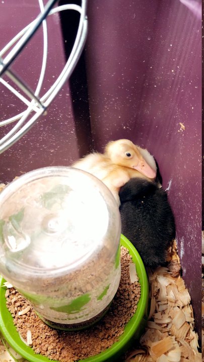 MTM is at her most comfortable when napping snuggled up against DVD. | #SparklegleamFarm #DickVanDuck #DVD #MTM #MaryTylerMolt #homestead #ducks #farmanimals #soft #cute
