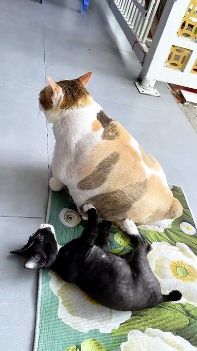 Cat vs Cow. . 😸😸😸