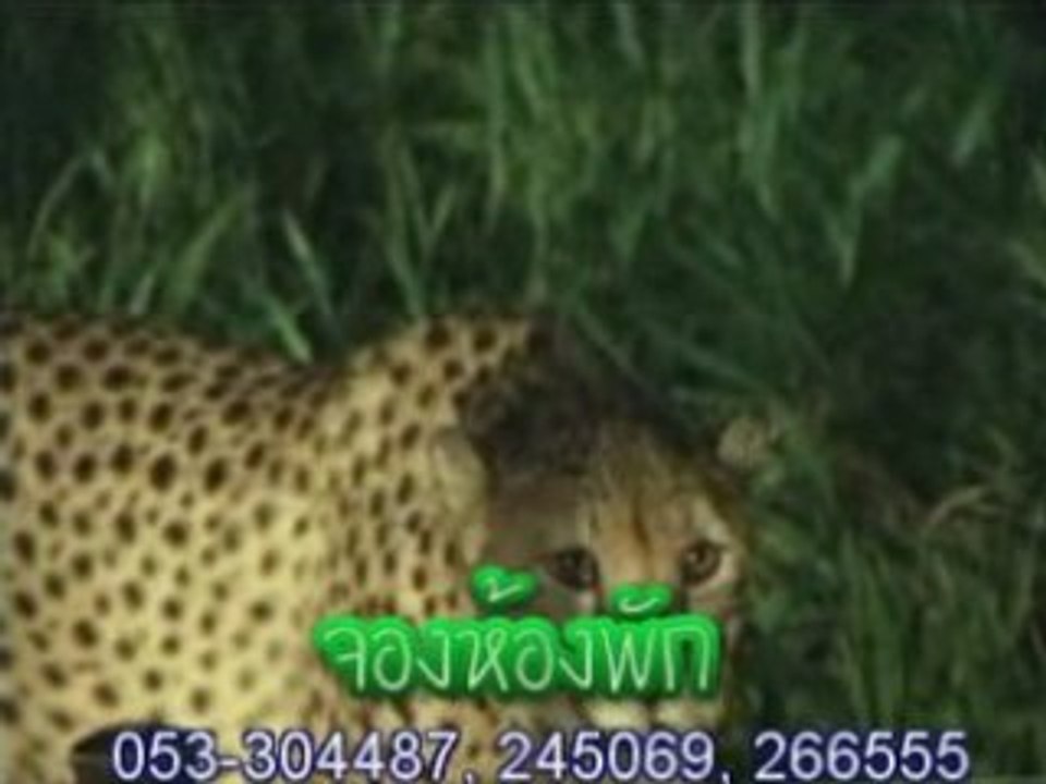 Chiang Mai Nigt Safari Chiangmai Thailand