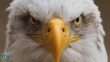 Pygargue à tête blanche : le puissant symbole national des États-Unis