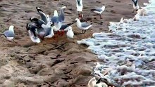 Silver gulls on the beach
