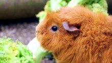 where do guinea pigs come from