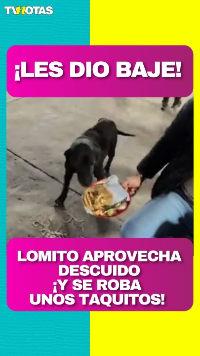 Lomito aprovecha un descuido y se roba unos taquitos; las redes estallan de risa