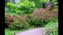 Rikugien: Deep within the garden lies a quiet corner where almost no sunlight penetrates