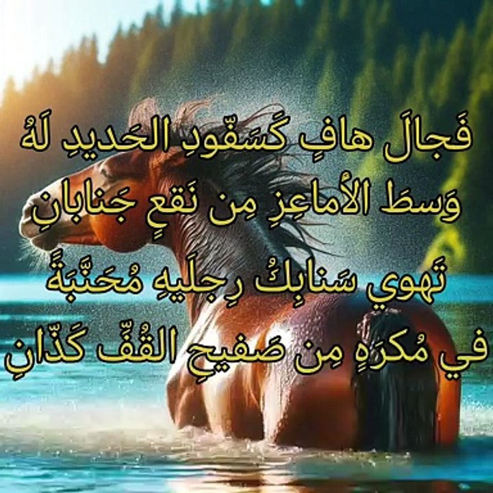 أعلنت في حب جمل أي إعلان   ،   ابن المضلل