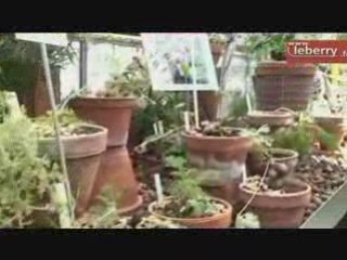 Découverte du Pélargonium à Bourges