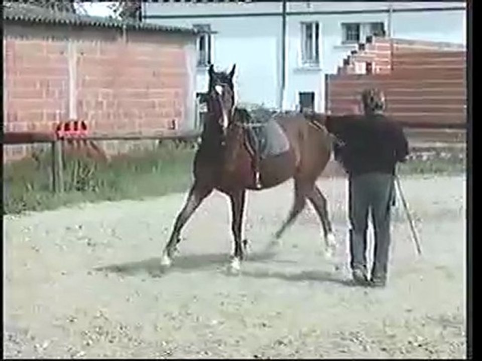 TRAVAIL LONGE d'un POULAIN..(P.Cougul)