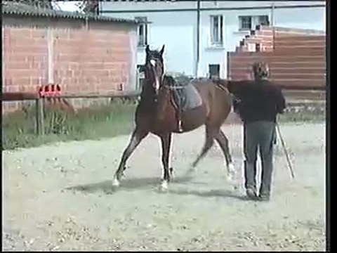 TRAVAIL LONGE d'un POULAIN..(P.Cougul)