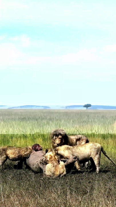 The King's Domain: Lions Hunting and Ruling the Savanna