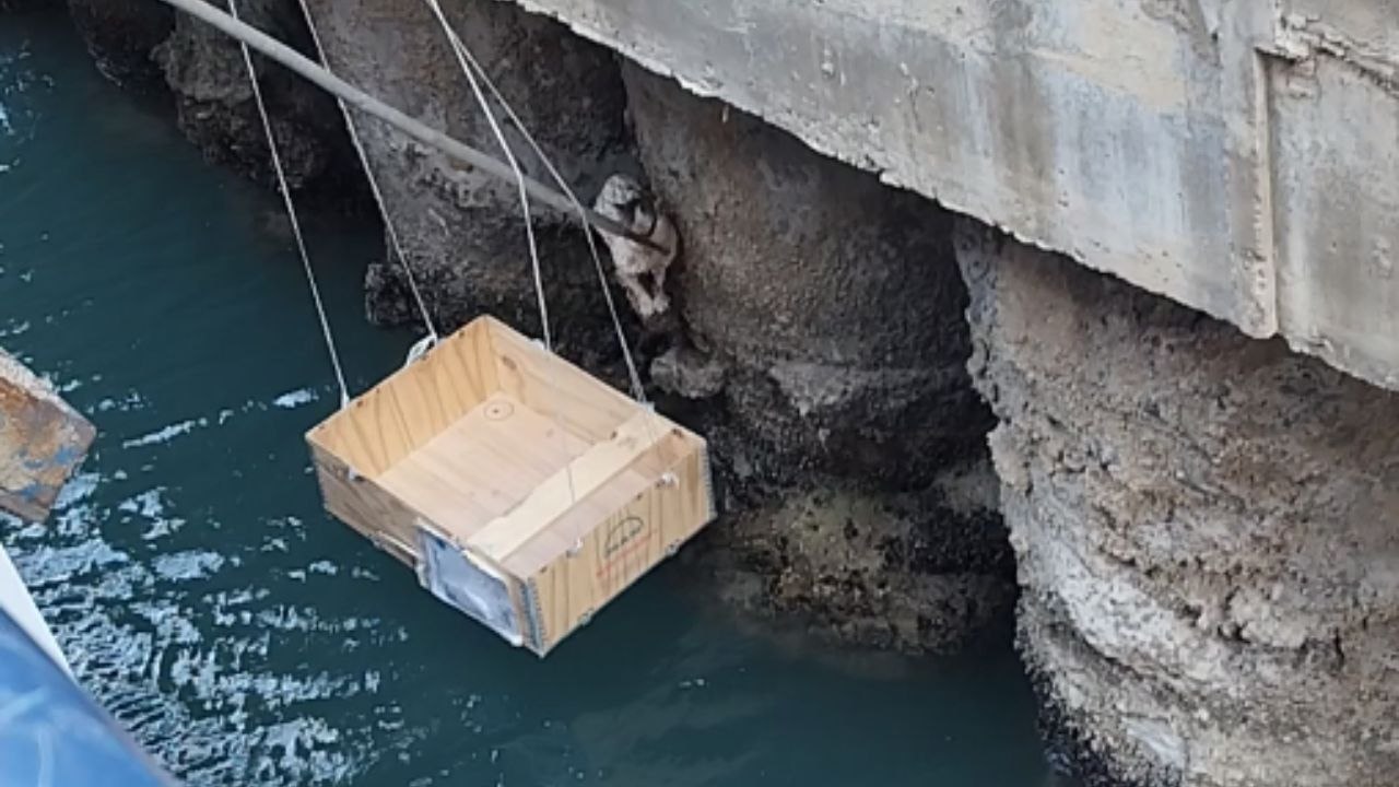 Heroic Rescue: Stranded Cat Saved by Compassionate Bystanders After Two-Day Wait