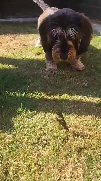 Tiny Feather Sends Wirehaired Dachshund Into Alert Mode
