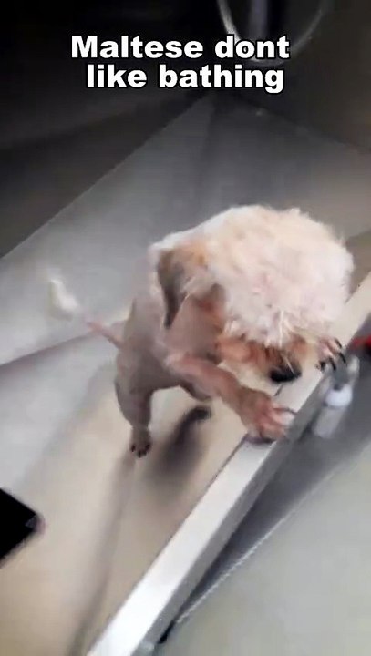 Maltese Bathing
