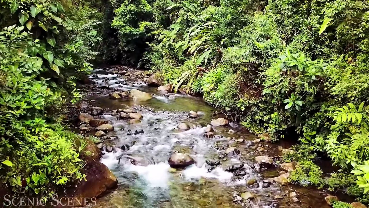 The Amazon 4K - Amazon Jungle and its Wild Anim...
