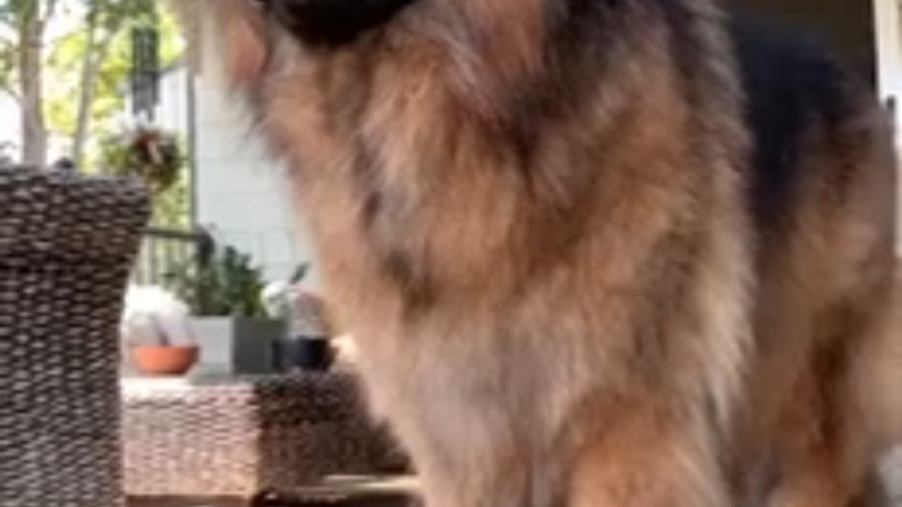 Funny German Shepherd dogs 🐕🐕🐾🐾🐾#cite😍😍😍#german Shepherd #beautifuldogs🐕🐕#viraldogsvedio#shortvedioo#germansherphed☺🐾🐾 #folow me