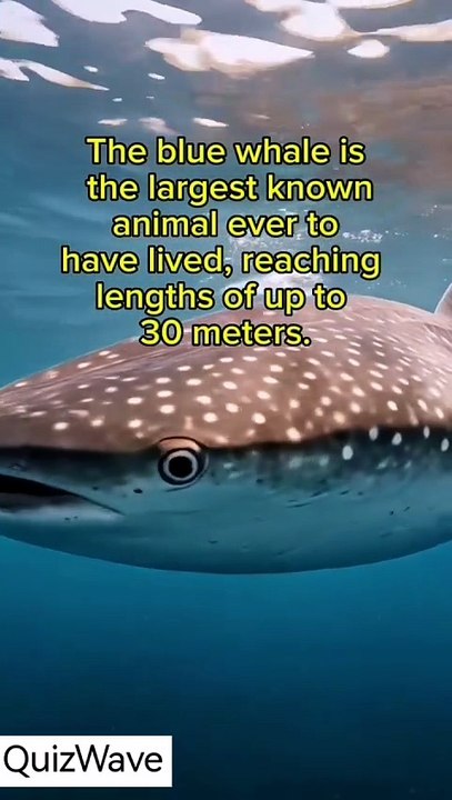 Which Animal Is The Largest Mammal In The World?